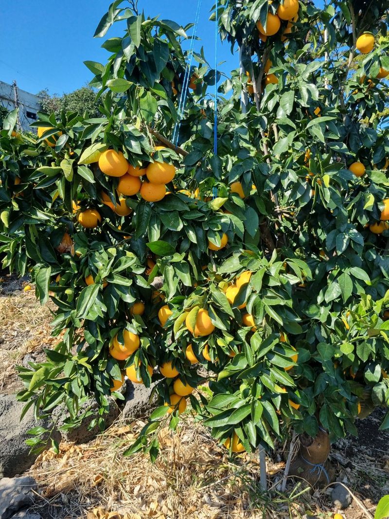 장터 상품 [황금향] 썸네일