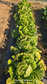 팜모닝 자유주제·자유게시판 게시글 이미지