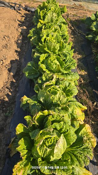 황규복(달구지)님의 자유주제 · 자유게시판 작성글 사진