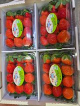 팜모닝 자유주제·자유게시판 게시글 이미지