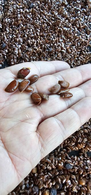 뿌리묘목농원님의 자유주제 · 자유게시판 작성글 사진