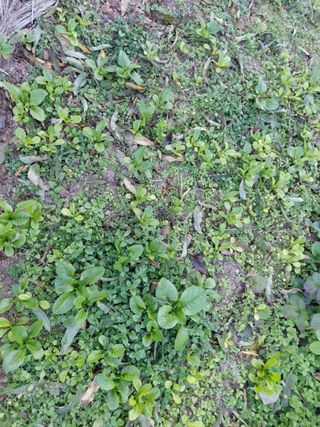 조명희님의 자유주제 · 자유게시판 작성글 사진