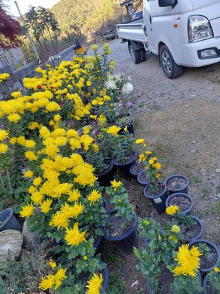 조명희님의 자유주제 · 자유게시판 작성글 사진