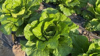 누보농장님의 자유주제 · 자유게시판 작성글 사진