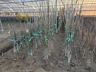 일심묘목농원님의 자유주제 · 자유게시판 작성글 사진