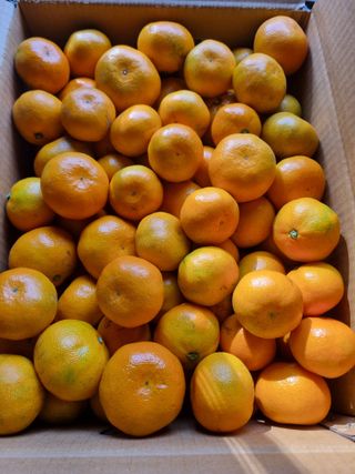 부금리(금강농원)님의 작성글 사진