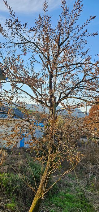 뿌리묘목농원님의 자유주제 · 자유게시판 작성글 사진