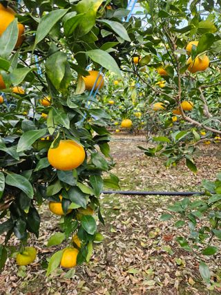 제주 지안이네농장님의 자유주제 · 자유게시판 작성글 사진