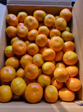 부금리(금강농원)님의 작성글 사진