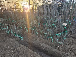 일심묘목농원님의 자유주제 · 자유게시판 작성글 사진