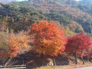 연향님의 자유주제 · 자유게시판 작성글 사진
