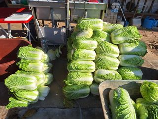 정희군님의 자유주제 · 자유게시판 작성글 사진