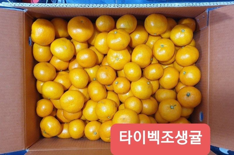 장터 상품 [타이벡조생귤 ㆍ황금향] 썸네일