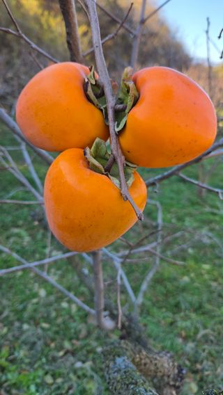 복주농장님의 작성글 사진