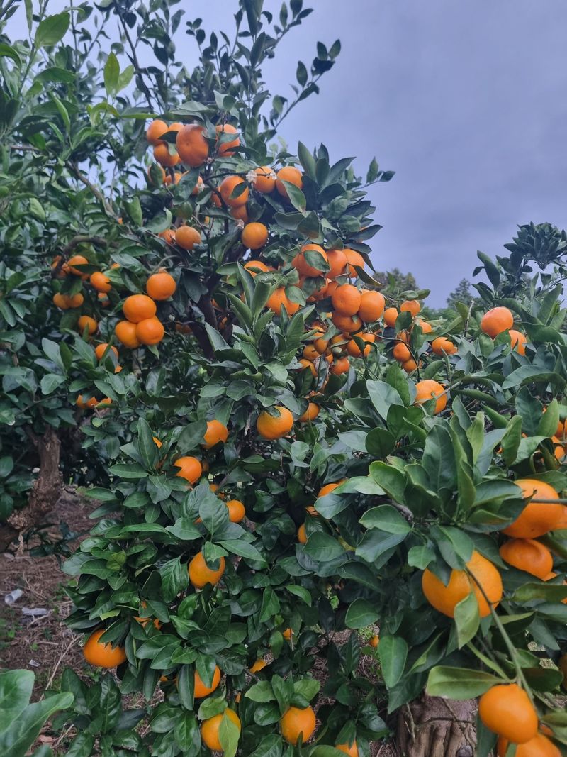 부금리(금강농원)님의 장터 판매 상품 [왕빵귤 (대과)] 첨부 사진