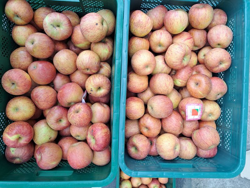 박수정님의 장터 판매 상품 [쥬스용사과4.5키로] 첨부 사진