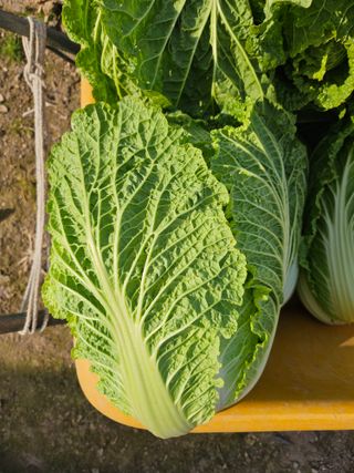 김제일주농장님의 자유주제 · 자유게시판 작성글 사진