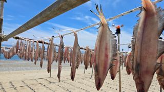 농수사님의 자유주제 · 자유게시판 작성글 사진