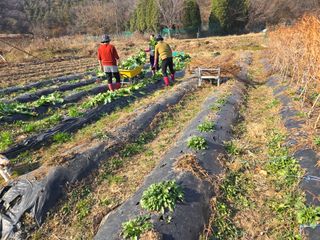 들꽃농장님의 자유주제 · 자유게시판 작성글 사진