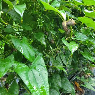 김선순(공룡자색마)님의 작성글 사진