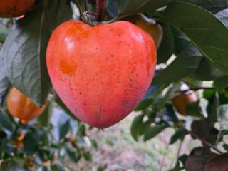 대봉매실 인생이막님의 작성글 사진