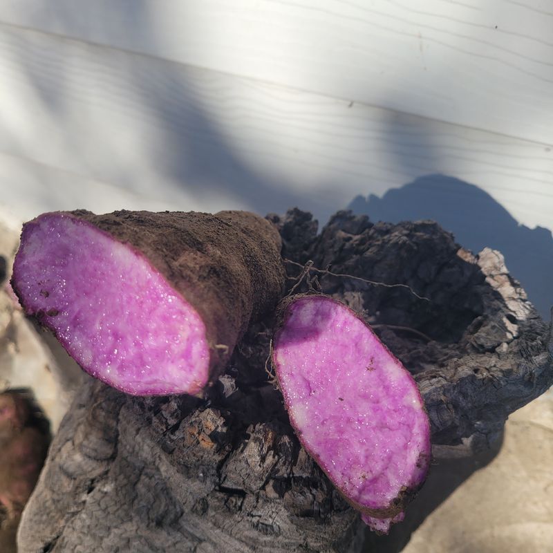 김선순(공룡자색마)님의 장터 판매 상품 [공룡자색마 1kg] 첨부 사진