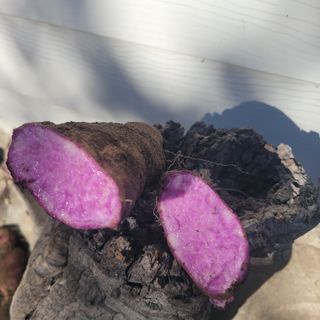 김선순(공룡자색마)님의 작성글 사진