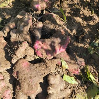 김선순(공룡자색마)님의 작성글 사진