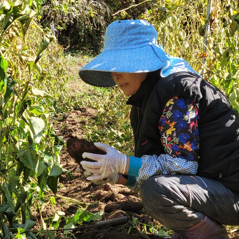 김선순(공룡자색마)님의 장터 판매 상품 [공룡자색마 1kg] 첨부 사진