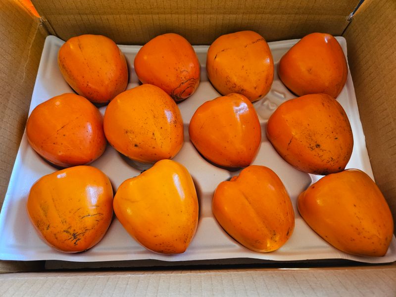 대봉매실 인생이막님의 장터 판매 상품 [꿀대봉감 말랭이 ] 첨부 사진