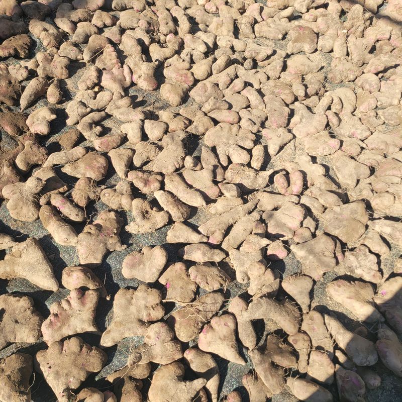 김선순(공룡자색마)님의 장터 판매 상품 [공룡자색마 1kg] 첨부 사진