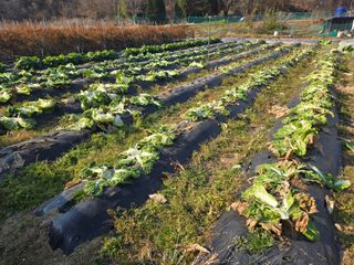 들꽃농장님의 자유주제 · 자유게시판 작성글 사진