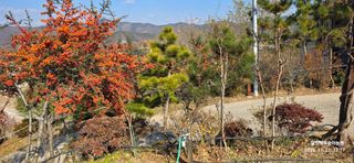 달맛햇복숭아농원님의 자유주제 · 자유게시판 작성글 사진