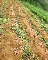 팜모닝 자유주제·자유게시판 게시글 이미지