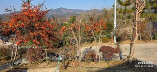 달맛햇복숭아농원님의 자유주제 · 자유게시판 작성글 사진