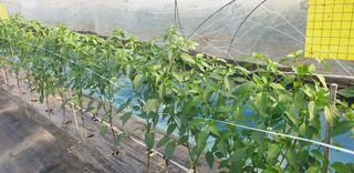 토마토아부지왕궁면님의 고추 · 일상 작성글 사진