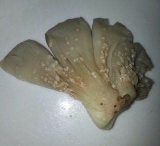 오pro님의 자유주제 · 자유게시판 작성글 사진