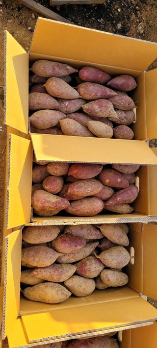 성산리농장(흑염소)님의 작성글 사진