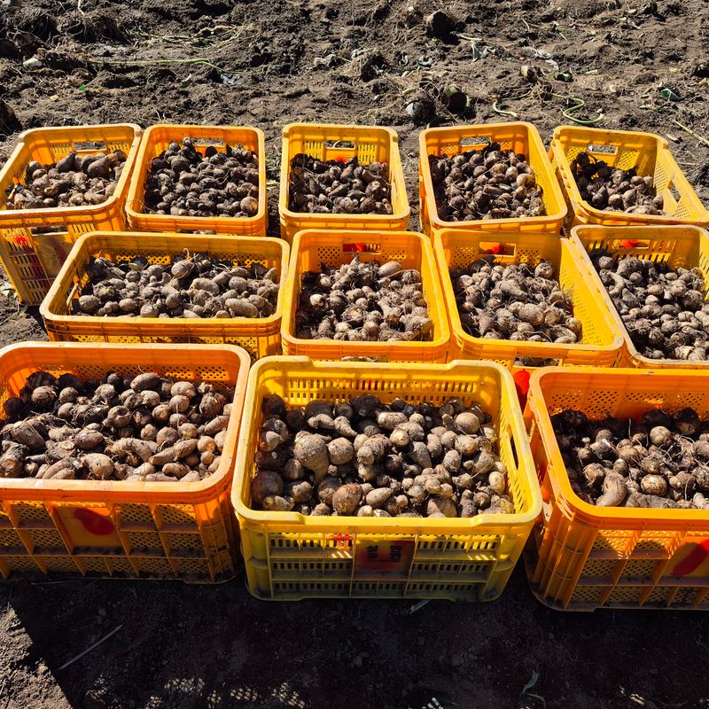 독고다이님의 장터 판매 상품 [ 햇 토란] 첨부 사진