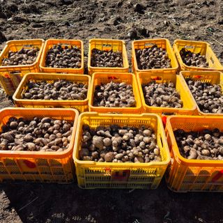 독고다이님의 작성글 사진