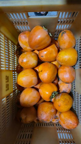 김영래큰집참농장한우님의 자유주제 · 자유게시판 작성글 사진