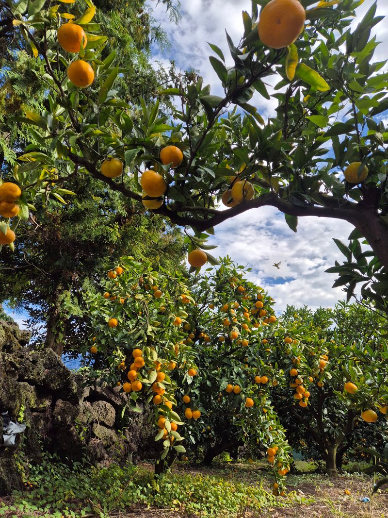 김미옥님의 장터 판매 상품 [달콤 달콤 제주감귤 ] 첨부 사진