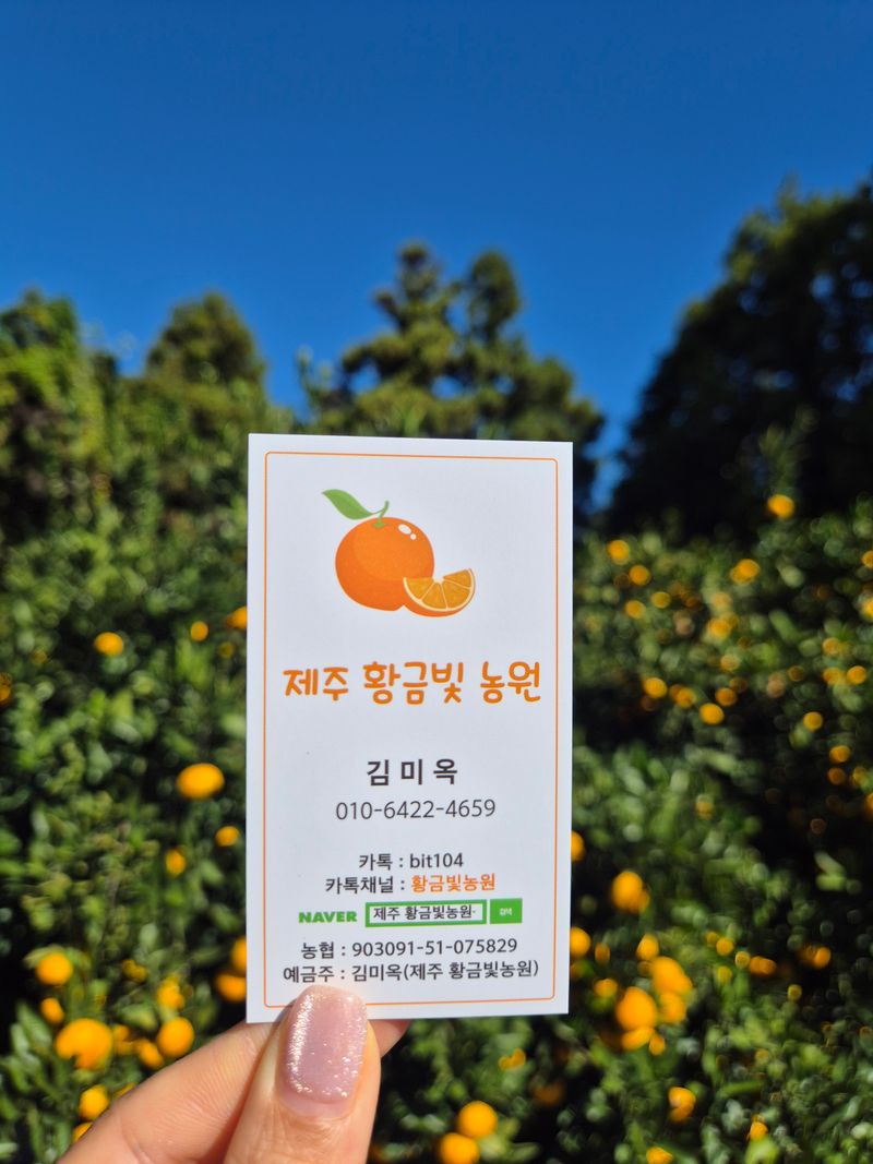 김미옥님의 장터 판매 상품 [달콤 달콤 제주감귤 ] 첨부 사진