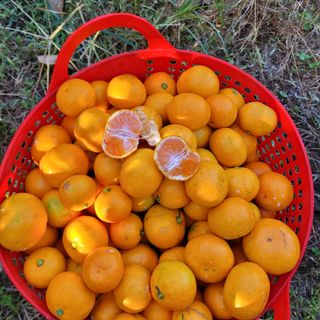 서귀포달코롬감귤농원님의 귤 · 수확 작성글 사진