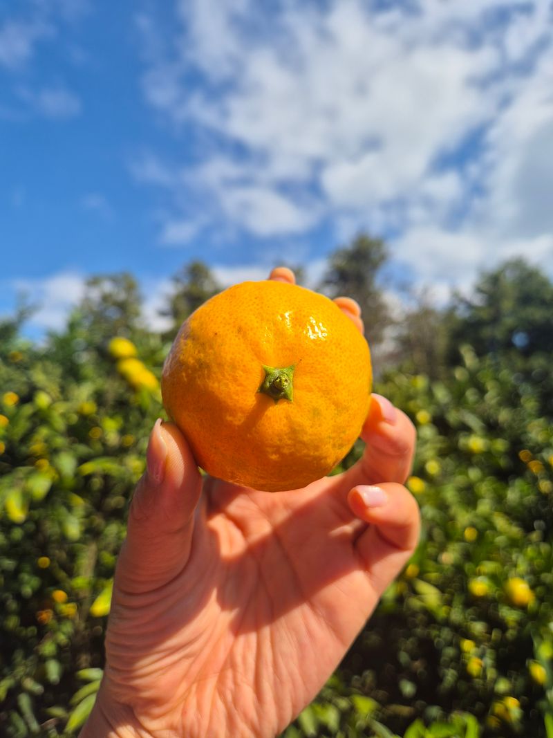 김미옥님의 장터 판매 상품 [달콤 달콤 제주감귤 ] 첨부 사진