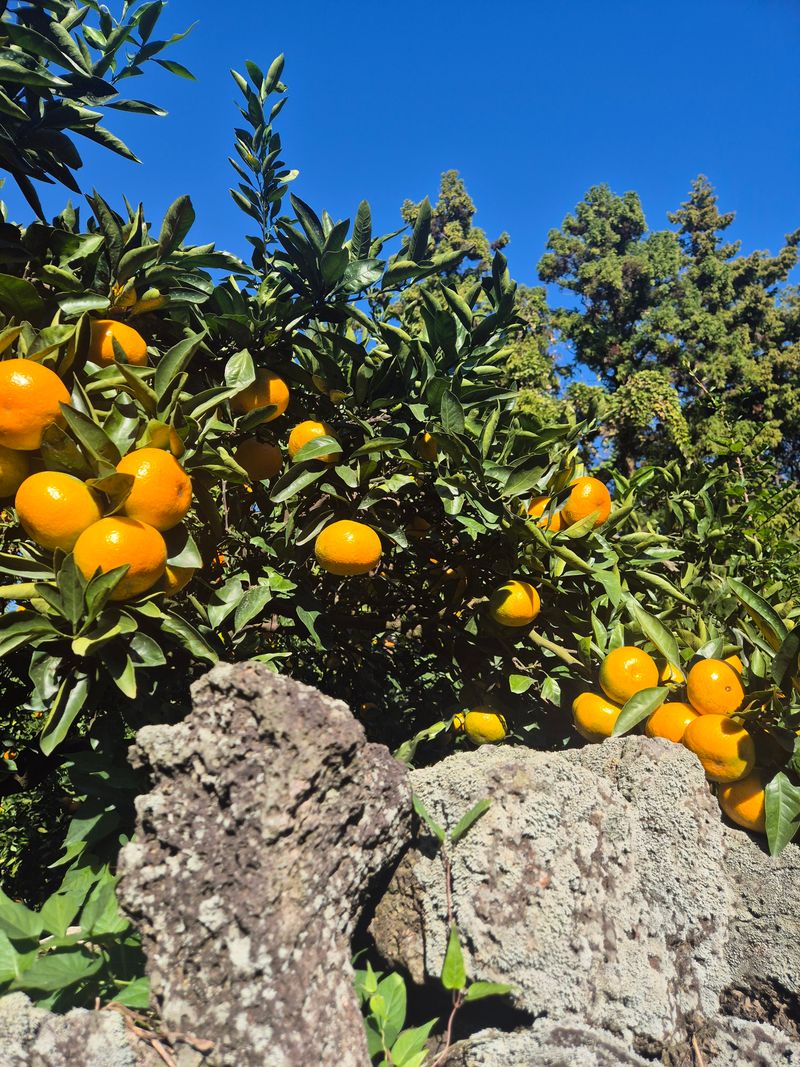 김미옥님의 장터 판매 상품 [달콤 달콤 제주감귤 ] 첨부 사진