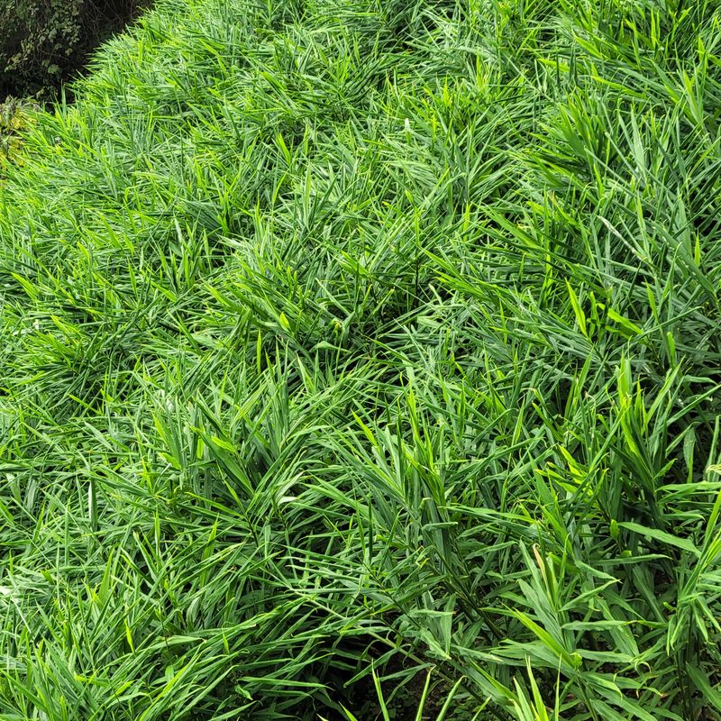 김선순(공룡자색마)님의 장터 판매 상품 [공룡자색마 순이생강분말160g] 첨부 사진
