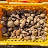 팜모닝 · 게시글 이미지