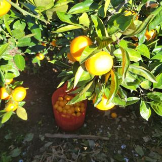 서귀포달코롬감귤농원님의 귤 · 수확 작성글 사진