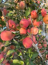 팜모닝 자유주제·자유게시판 게시글 이미지